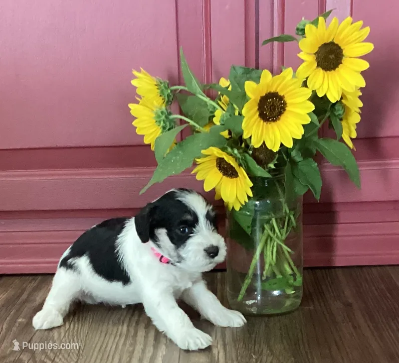 Dot, Girl 1 – Miniature Schnauzer puppy for sale in Allons, TN