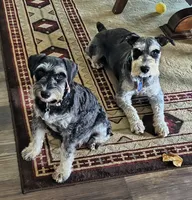 Girl 1, a female Miniature Schnauzer for sale in Allons, TN – 4 of 6