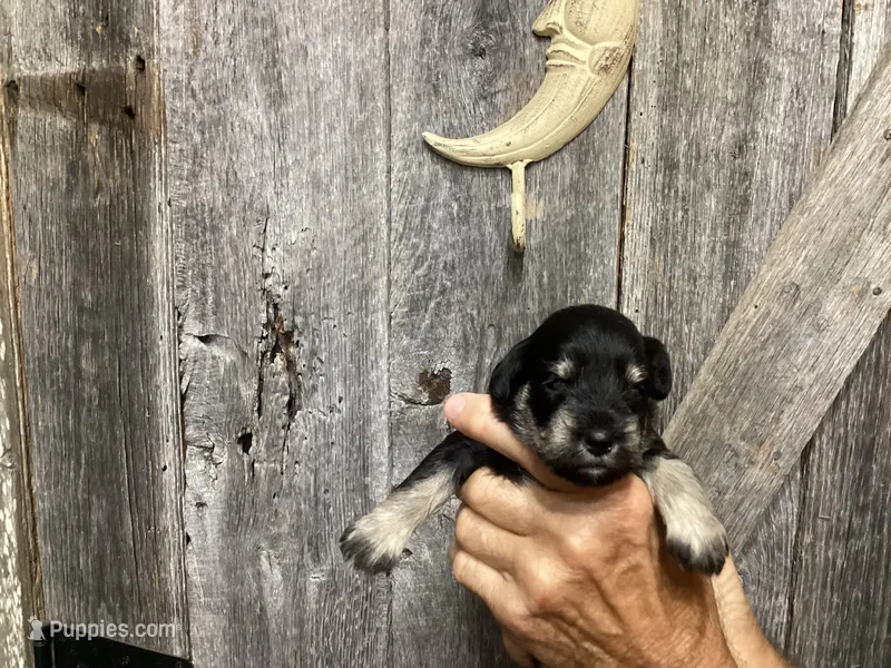 Precious, Girl 2 – Miniature Schnauzer puppy for sale in Allons, TN