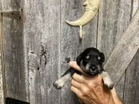 Precious, Girl 2, a female Miniature Schnauzer for sale in Allons, TN – 1 of 5