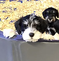 Sunglasses, Boy-1, a male Miniature Schnauzer for sale in Allons, TN – 2 of 10