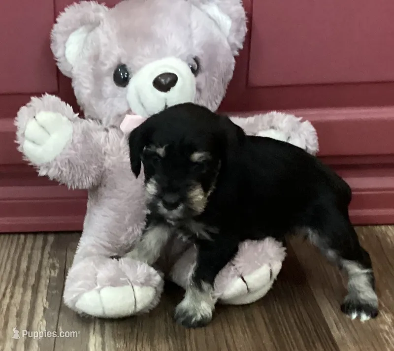 Precious, Girl 2 – Miniature Schnauzer puppy for sale in Allons, TN