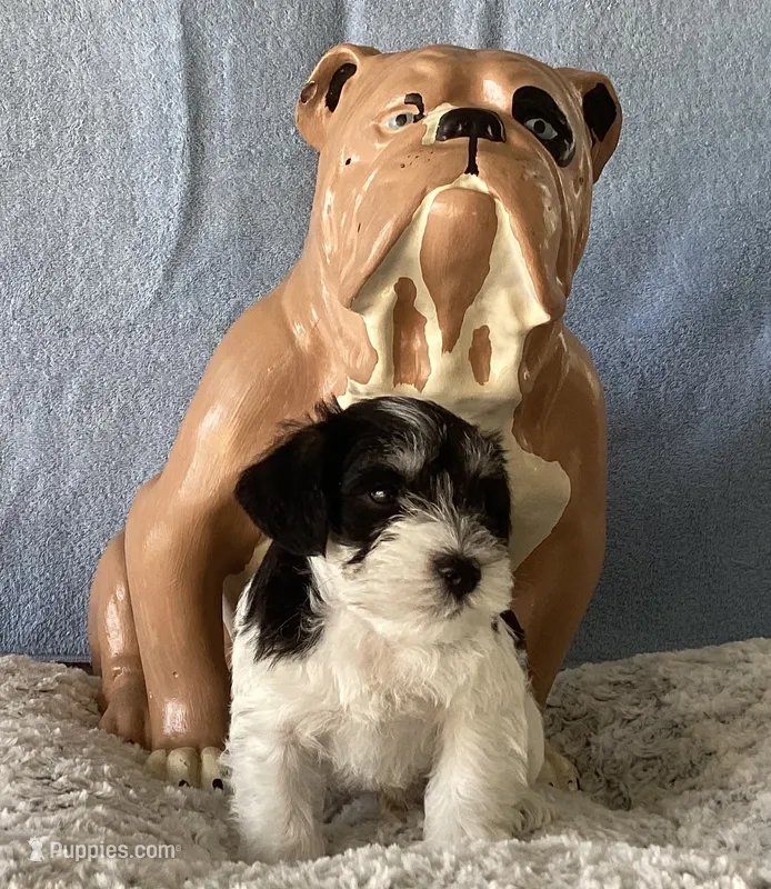 Sunglasses, Boy-1 – Miniature Schnauzer puppy for sale in Allons, TN
