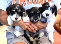 Sunglasses, Boy-1, a male Miniature Schnauzer for sale in Allons, TN – 3 of 10