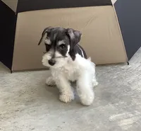 WINSTON, a male Miniature Schnauzer for sale in Allons, TN – 8 of 10