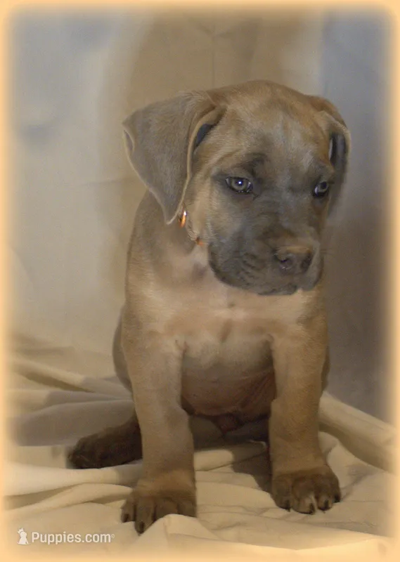 Mr Gold – Cane Corso puppy for sale in Lubbock, TX