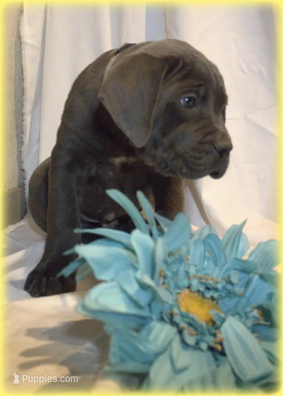 Mr Gold – Cane Corso puppy for sale in Lubbock, TX