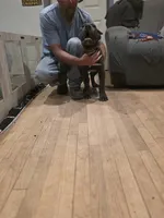 Mr Red, a male Cane Corso for sale in Lubbock, TX – 3 of 3