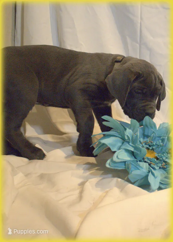 Mr Gold – Cane Corso puppy for sale in Lubbock, TX