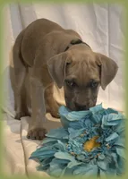 Mr Green, a male Cane Corso for sale in Lubbock, TX – Photo 1 of 2