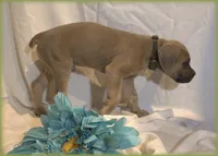 Mr Green, a male Cane Corso for sale in Lubbock, TX – Photo 2 of 2
