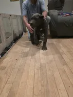 Mr Gold, a male Cane Corso for sale in Lubbock, TX – 4 of 4