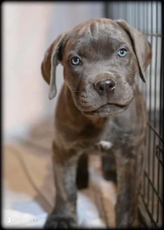 Mr black – Cane Corso puppy for sale in Lubbock, TX