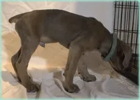 Mr Teal, a male Cane Corso for sale in Lubbock, TX – Photo 2 of 2