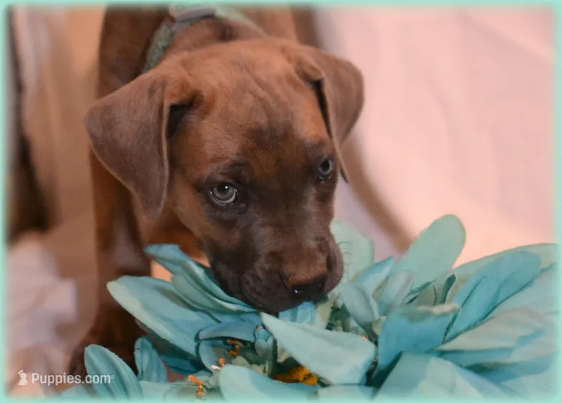 Mr Teal – Cane Corso puppy for sale in Lubbock, TX