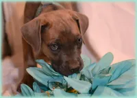 Mr Teal, a male Cane Corso for sale in Lubbock, TX – Photo 1 of 2