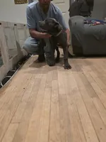 Mr Gold, a male Cane Corso for sale in Lubbock, TX – 2 of 4