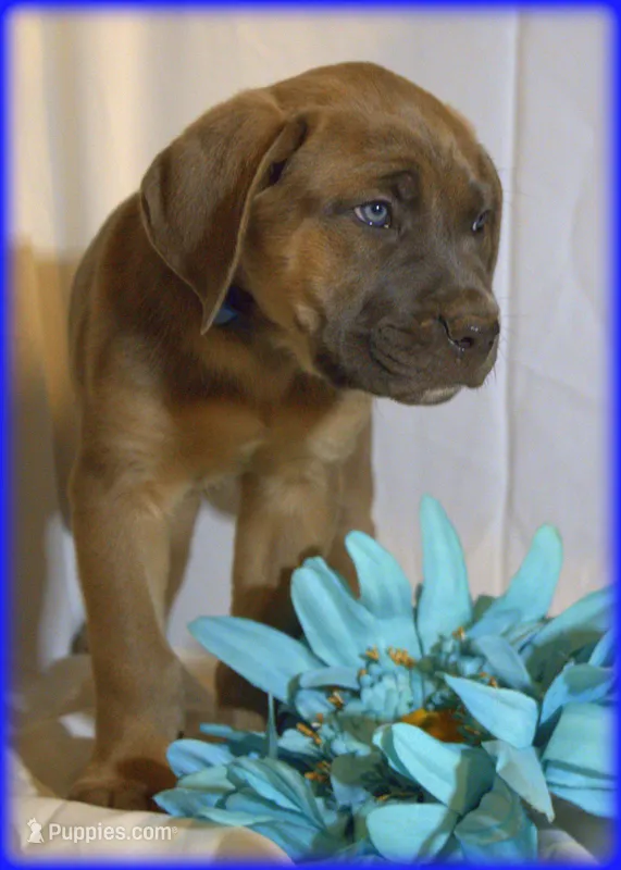 Mr Blue – Cane Corso puppy for sale in Lubbock, TX