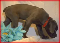 Mr Red, a male Cane Corso for sale in Lubbock, TX – Photo 2 of 2