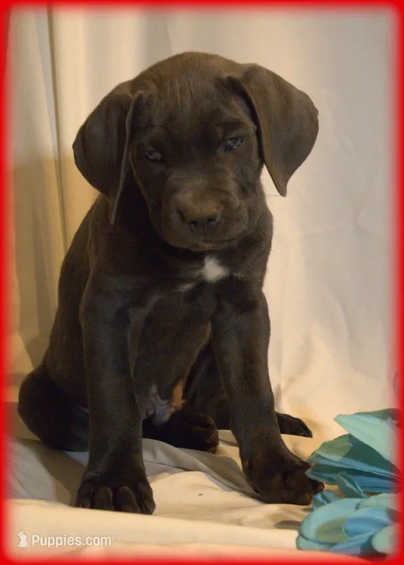 Mr Red – Cane Corso puppy for sale in Lubbock, TX
