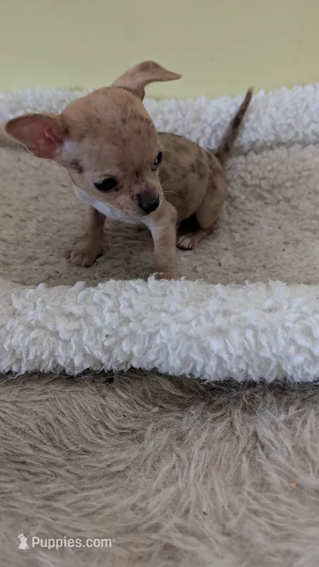 Trixie – Chihuahua puppy for sale in Marion, OH