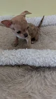 Trixie, a female Chihuahua for sale in Marion, OH – 1 of 2
