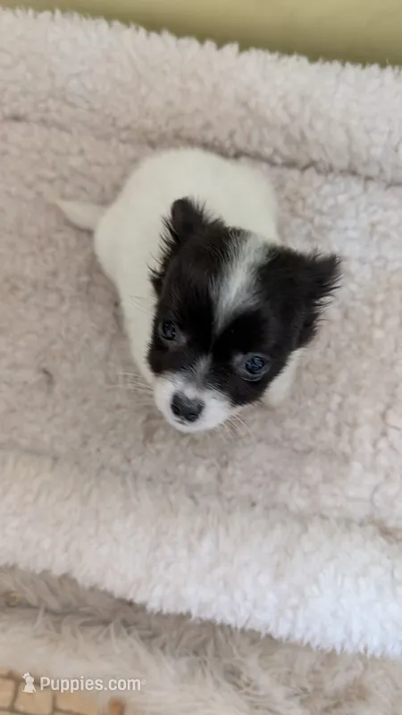 Petey – Chihuahua puppy for sale in Marion, OH
