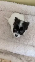 Petey, a male Chihuahua for sale in Marion, OH – 1 of 2