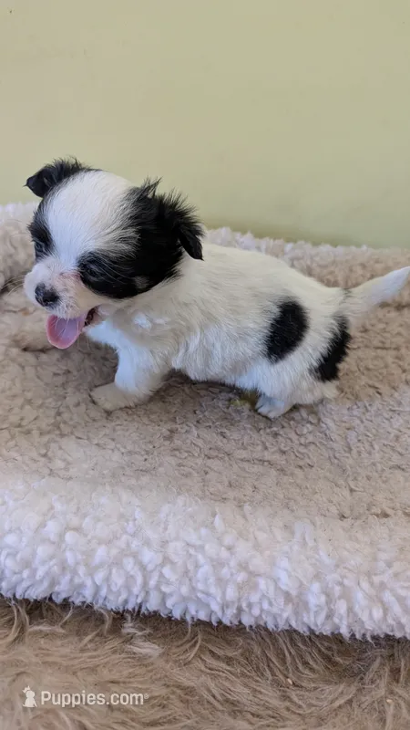 Buddy – Chihuahua puppy for sale in Marion, OH