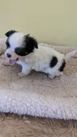 Buddy, a male Chihuahua for sale in Marion, OH – 1 of 1
