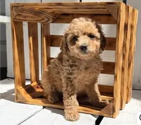 Zoey, a female Poodle - Miniature  for sale in Curtiss, WI – 4 of 4