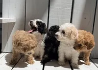 Zoey, a female Poodle - Miniature  for sale in Curtiss, WI – 2 of 4