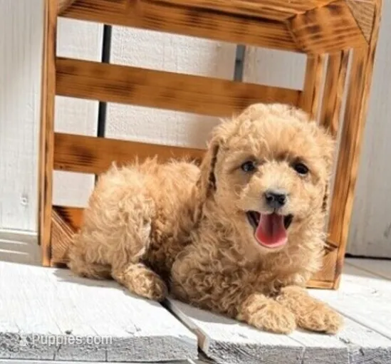 Zoey – Poodle - Miniature  puppy for sale in Curtiss, WI