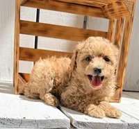 Zoey, a female Poodle - Miniature  for sale in Curtiss, WI – 1 of 4