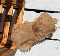 Zoey, a female Poodle - Miniature  for sale in Curtiss, WI – 3 of 4