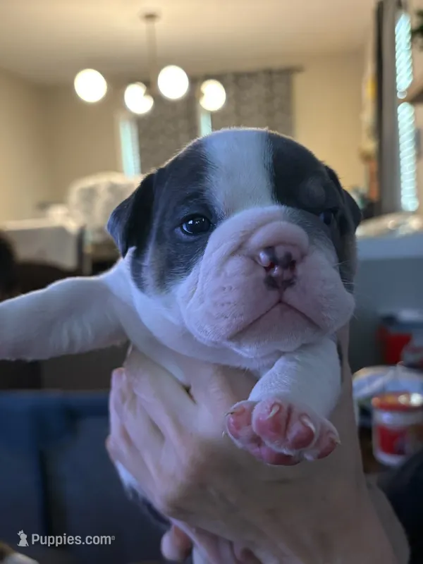 Luffy – English Bulldog puppy for sale in Durham, NC