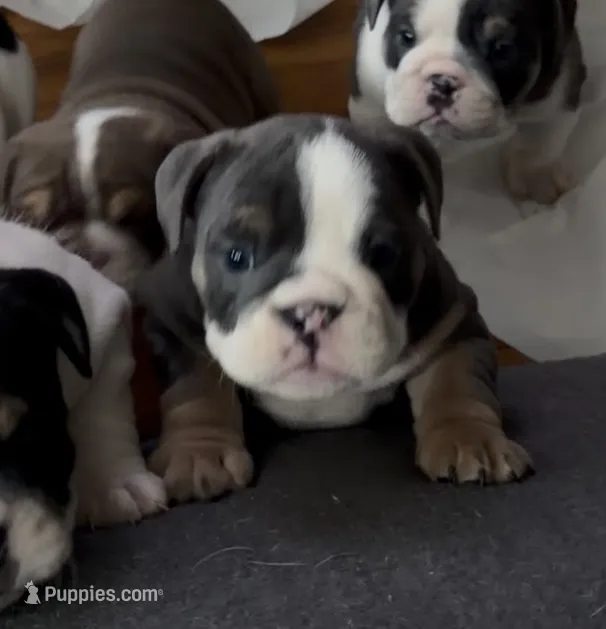 Nami- Lilac-tri – English Bulldog puppy for sale in Durham, NC