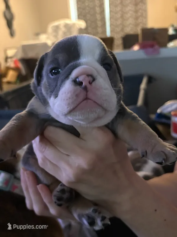 Nami – English Bulldog puppy for sale in Durham, NC
