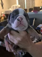 Nami- Lilac-tri, a female English Bulldog for sale in Durham, NC – 1 of 3