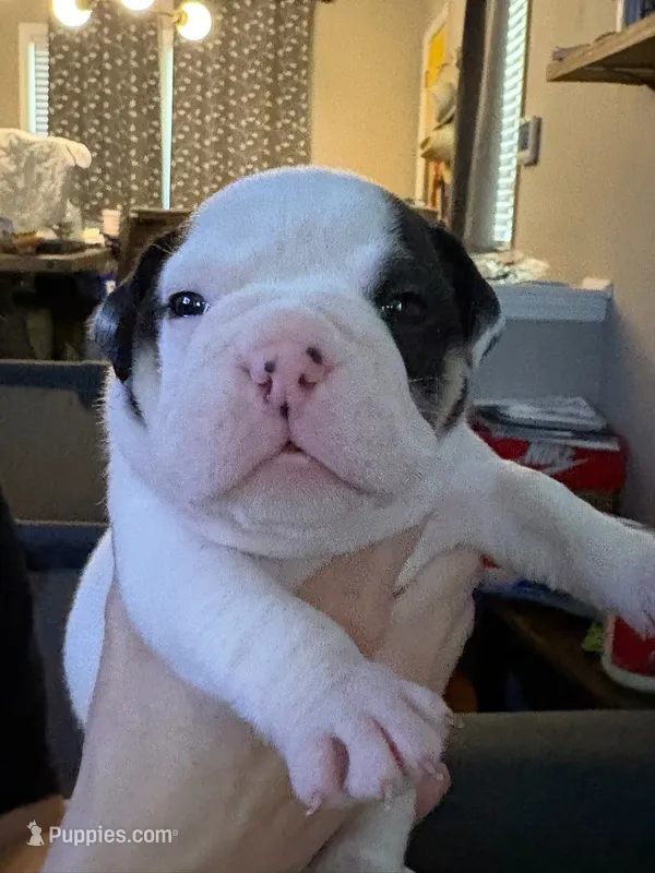 Zoro – English Bulldog puppy for sale in Durham, NC