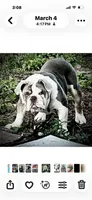 Luffy- on hold, a male English Bulldog for sale in Durham, NC – 6 of 7
