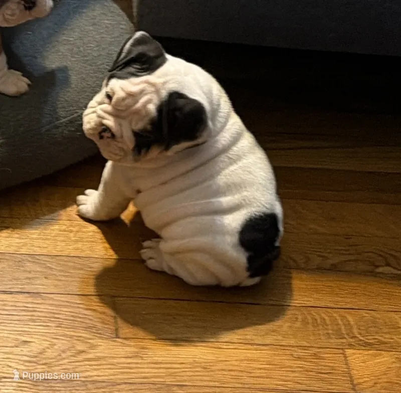 Zoro – English Bulldog puppy for sale in Durham, NC