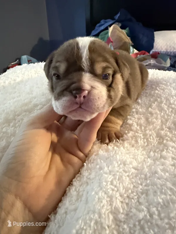 Chopper – English Bulldog puppy for sale in Durham, NC