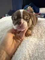 Chopper, a male English Bulldog for sale in Durham, NC – 1 of 3
