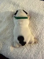 Zero, a male English Bulldog for sale in Durham, NC – 2 of 2