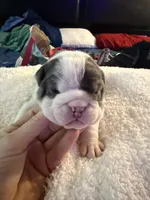 Luffy, a male English Bulldog for sale in Durham, NC – 3 of 3