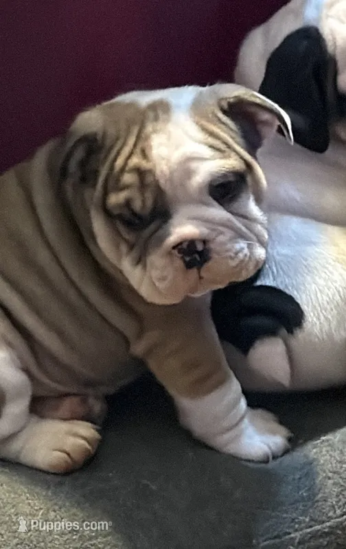Sanji – English Bulldog puppy for sale in Durham, NC