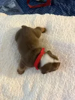 Chopper, a male English Bulldog for sale in Durham, NC – 3 of 3