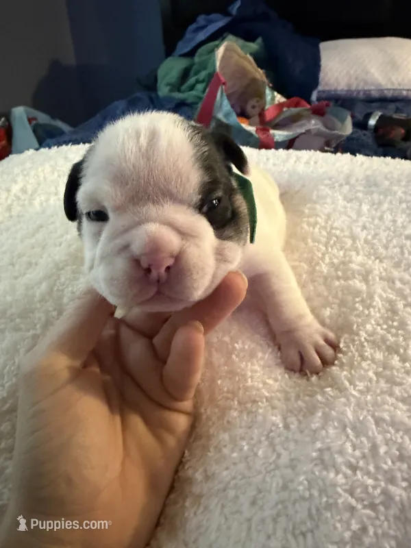 Zero – English Bulldog puppy for sale in Durham, NC