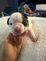 Zero, a male English Bulldog for sale in Durham, NC – 1 of 2
